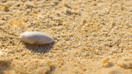 Sea shell on the sandy beach