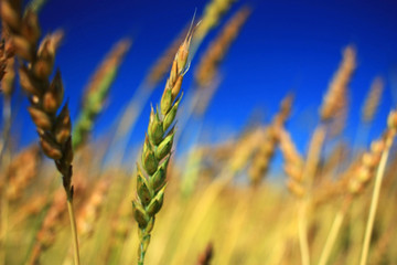 Obraz premium Ripe Ears in a Field
