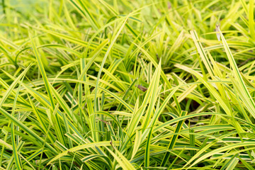 Cholorophytum comosum tree on the ground fo garden. Two-tone dark green inside and light green on the outside.