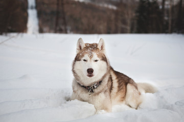 Portrait of free and wise Husky lying is on the snow in winter forest at sunset on forest and slope background