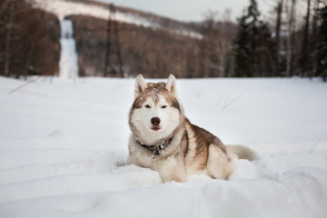 Portrait of free and wise Husky lying is on the snow in winter forest at sunset on forest and slope background