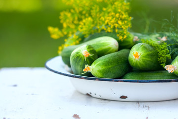 Fresh cucumber with greenhouse and dill on a plate on a white wooden background. Natural light, a sunny summer day.