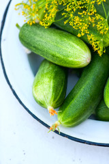 Fresh cucumber with greenhouse and dill on a plate on a white wooden background. Natural light, a sunny summer day.