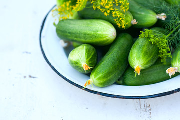 Fresh cucumber with greenhouse and dill on a plate on a white wooden background. Natural light, a sunny summer day.