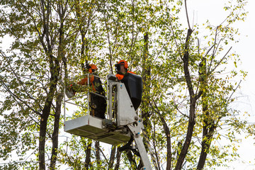 Pruning