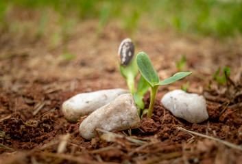 Plant growing from the land