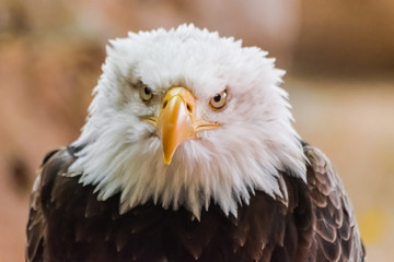 bald eagle (Haliaeetus leucocephalus) head portrait