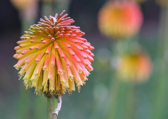 Close up of a single red hot poker flower