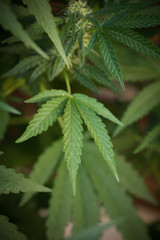 Naklejka na ściany i meble Cannabis sativa leaf