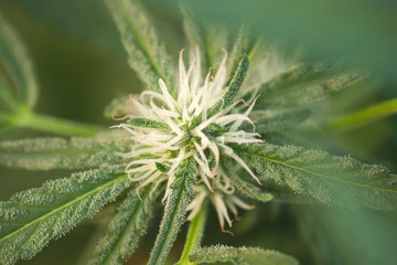 cannabis sativa flowerhead blooming close up