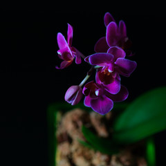 Fototapeta na wymiar Mini orchid Phalaenopsis in a pot with flowers and buds on dark background.
