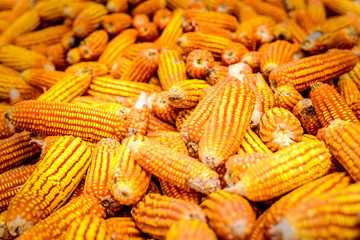 Ripe yellow corn in sack on dry husk Rural farm natural organic in vietnam.
