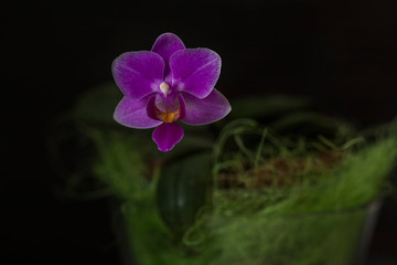 Pink mini orchid Phalaenopsis in a pot with flowers and buds against a dark background.