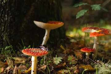 Fly agaric or amanita muscaria growing wild in the dirt