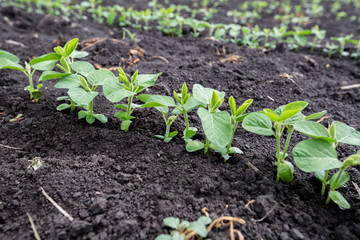 Fresh green soy plants on the field in spring