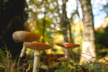 Amanita muscaria or fly agaring growing wild in the forest