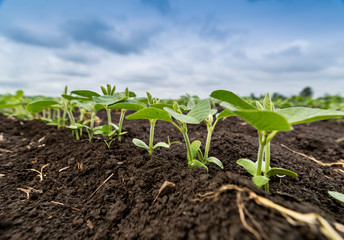 Fresh green soy plants on the field in spring