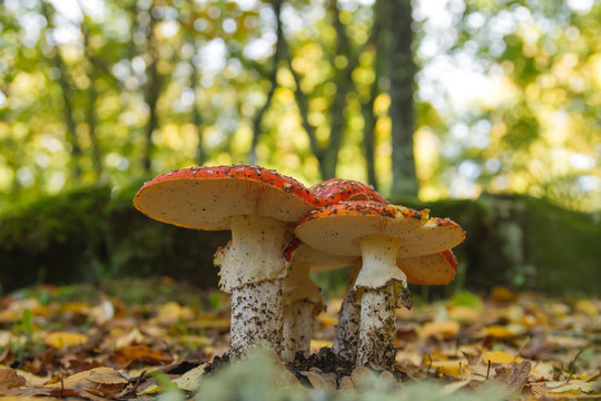Amanita muscaria or fly agaring mushrooms growing wild in the dirt in autumn