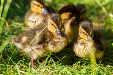 Gruppe Entenküken in der Sonne 