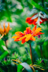 Fototapeta premium Beautiful garden flowers. Natural light.