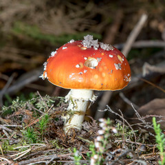 single fly agaric on the forest floor