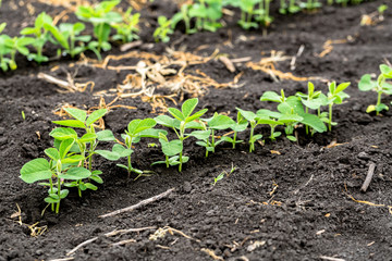 Fresh green soy plants on the field in spring