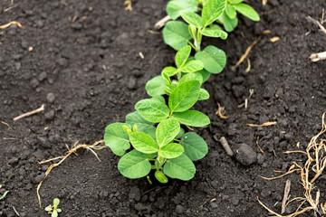 Fresh green soy plants on the field in spring