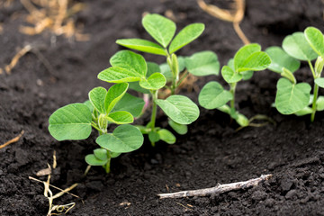 Fresh green soy plants on the field in spring