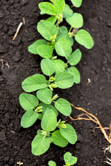 Fresh green soy plants on the field in spring