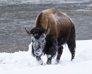 Bison (Bison bison) commonly called American Buffalo surviving the brutal winter in Yellowstone National Park, WY, USA.