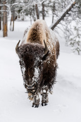 Bison (Bison bison) commonly called American Buffalo surviving the brutal winter in Yellowstone National Park, WY, USA.
