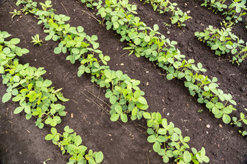 Fresh green soy plants on the field in spring