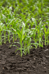 Green field with young corn