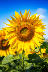 Sunflower in blossom. Sunflower blue sky landscape. Sunflowers close up.