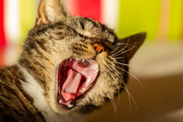 Katze, Schiffskatze liegt faul in der Sonne und ruht sich aus.