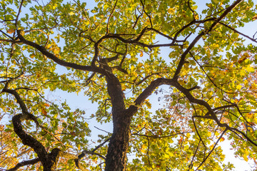 Autumn forest nature scenery