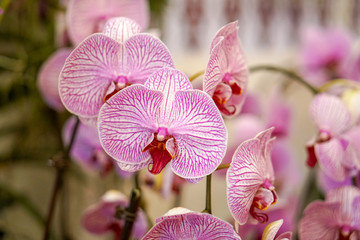 Orchid flower in tropical garden.Phalaenopsis growing in Malaysia rain forest.Orchids.Floral background