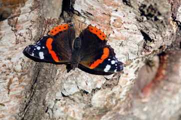 Fototapeta na wymiar Butterfly on tree. Beautiful black butterfly with orange spots on its wings sits on the trunk of a birch tree. Blurred photo background.