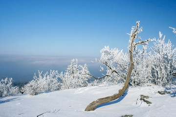 Winter landscape with panorama and a small tree on the Feldberg in the Taunus, Hesse, Germany.