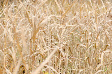 Yellow grass background.