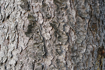 Tree bark texture background. Dry bark, close-up.   
