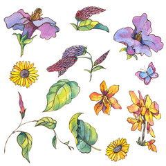Watercolor set of purple yellow wildflowers, curls and butterflies,