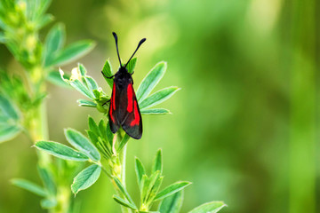 Beautifyl black and red moth sits on grass