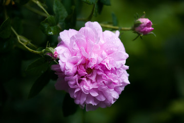 Ruffled Pink Rose Macro