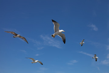 seagull2