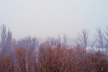 Obraz na płótnie Canvas Winter landscape - snow storm, snow covered trees and black birds