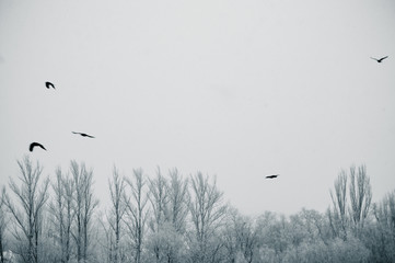 Winter landscape - snow storm, snow covered trees and black birds
