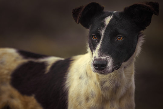 perro