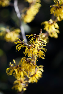 Yellow Witch Hazel Blooms