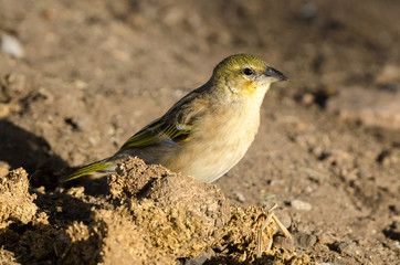 Tisserin vitellin, femelle, .Ploceus vitellinus, Vitelline Masked Weaver